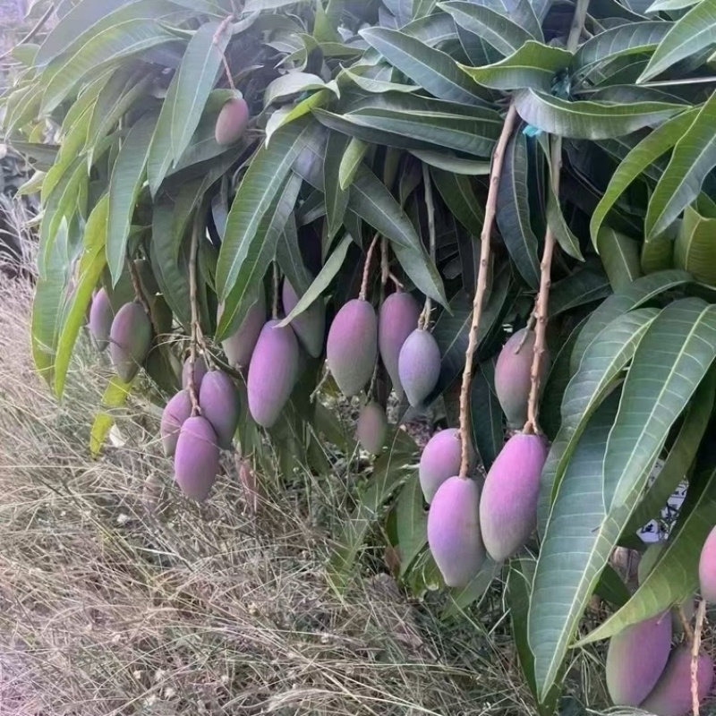 广西百色贵妃芒果（商品果、电商果）大量上市欢迎咨询实采购
