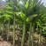 美香贡菜种子高温专用型新品种耐热耐湿贡菜优良品种绿皮绿心