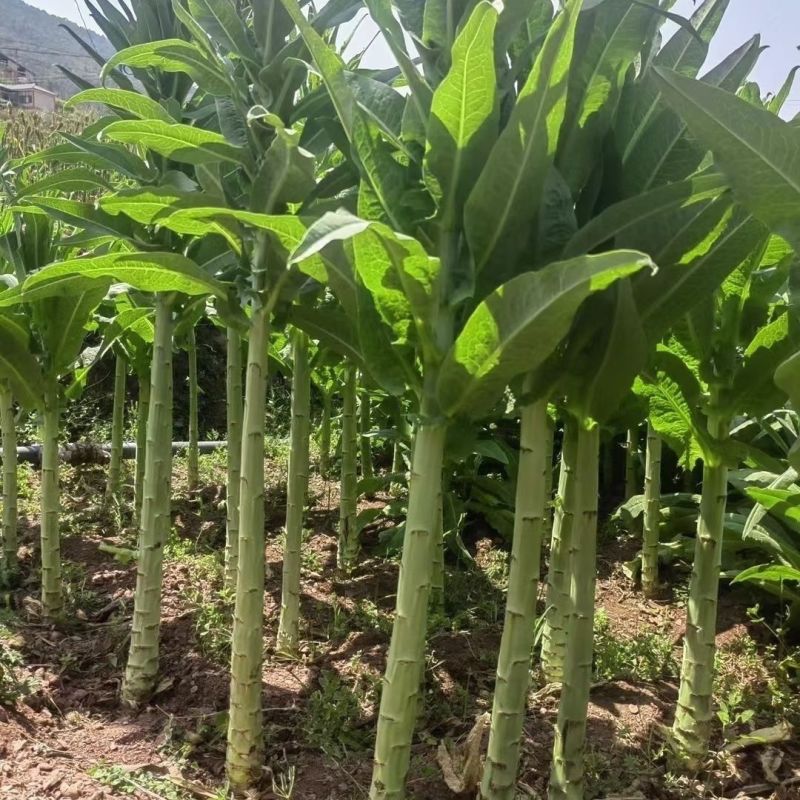 美香贡菜种子高温专用型新品种耐热耐湿贡菜优良品种绿皮绿心