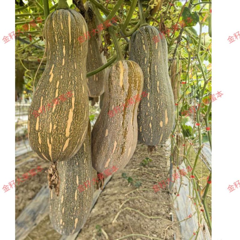 金籽大蜜本南瓜种子早熟大果蜜本南瓜种籽肉色橙红味甜抗病高