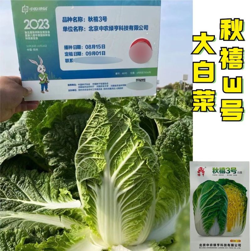 秋禧三号大白菜种子正宗早熟高产耐根肿病黄心大白菜大田基地