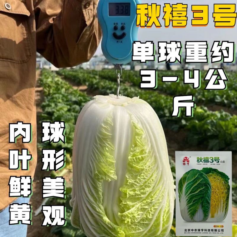 秋禧三号大白菜种子正宗早熟高产耐根肿病黄心大白菜大田基地