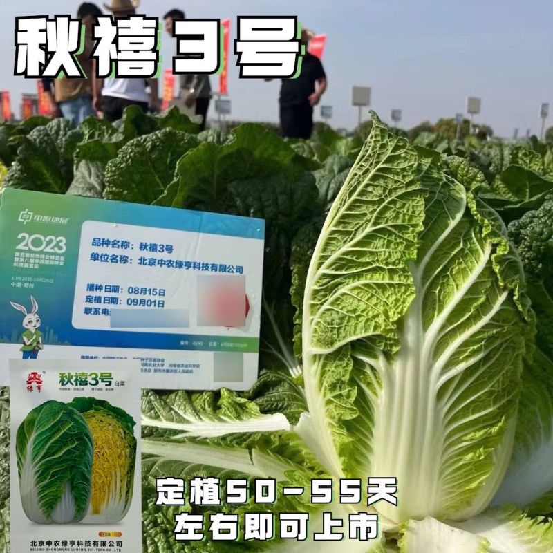 秋禧三号大白菜种子正宗早熟高产耐根肿病黄心大白菜大田基地