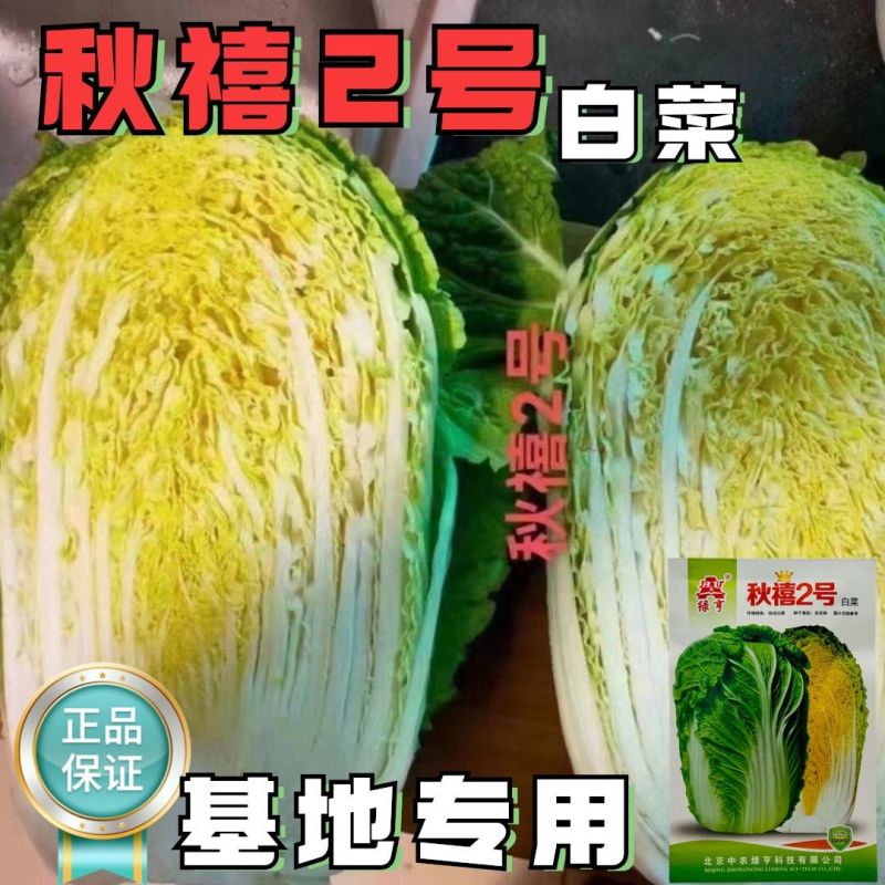 秋禧二号大白菜种子正宗中熟高产抗病黄心大白菜种籽大田基地