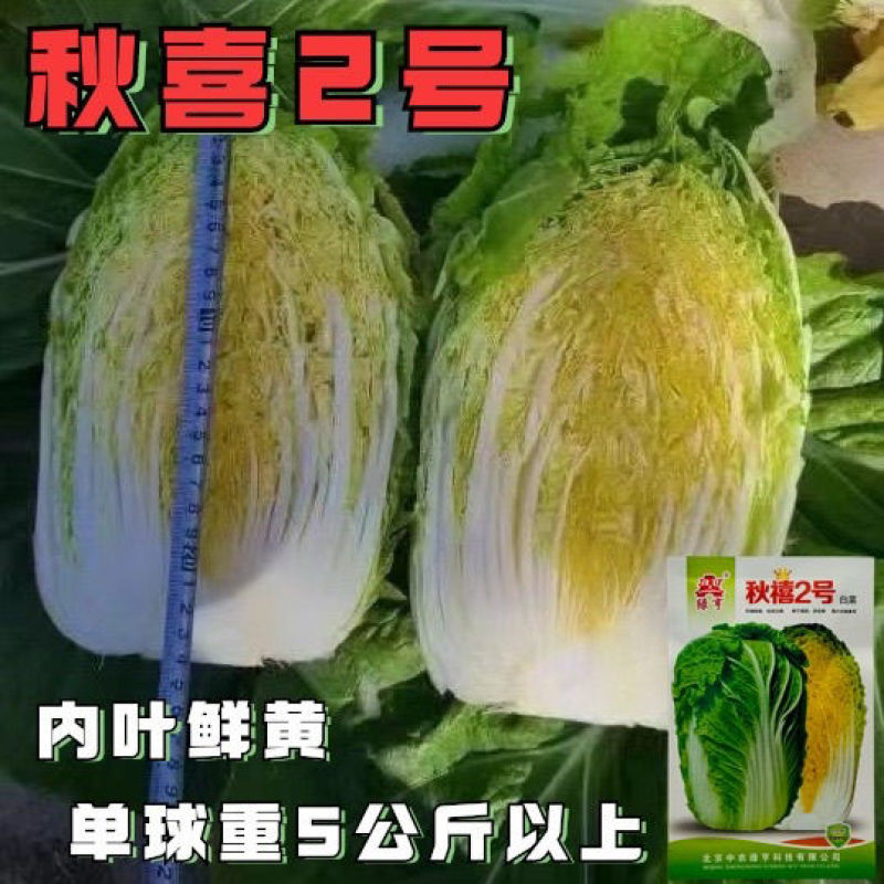 秋禧二号大白菜种子正宗中熟高产抗病黄心大白菜种籽大田基地