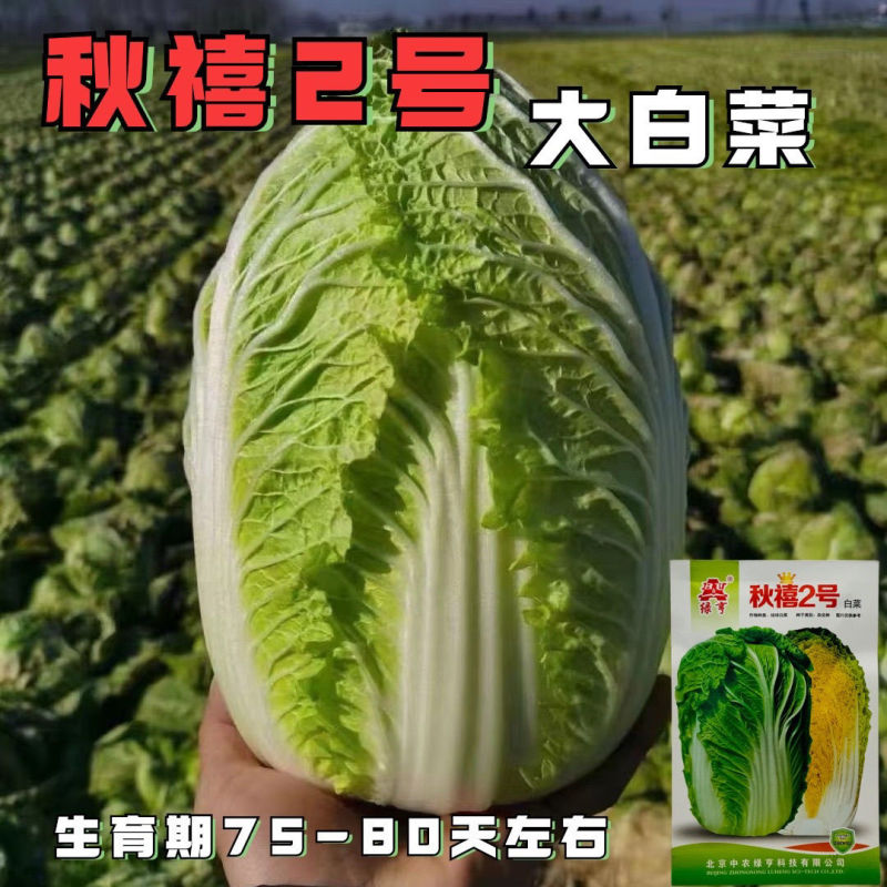 秋禧二号大白菜种子正宗中熟高产抗病黄心大白菜种籽大田基地
