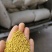 油菜花粉天然新鲜蜂花粉大颗粒精品纯粉