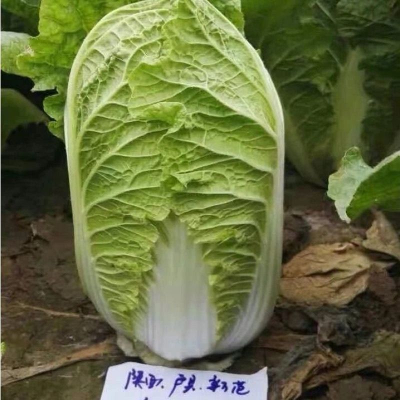 大白菜种子秋冬季黄心菜种籽华耐迷芯黄白菜种子中颗型白菜春