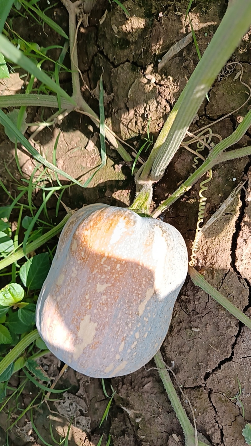 小金香