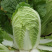 大白菜种子秋冬季黄心菜种籽华耐迷芯黄白菜种子中颗型白菜春