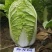大白菜种子秋冬季黄心菜种籽华耐迷芯黄白菜种子中颗型白菜春