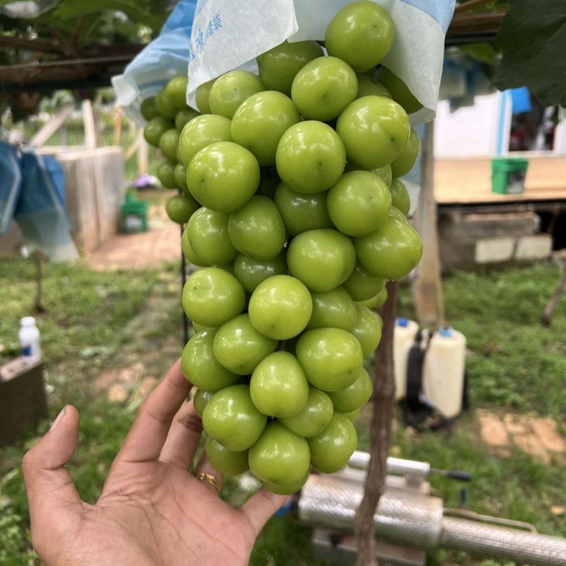 云南阳光玫瑰大量上市，有需要的可以直接对接，渠道市场嗯！