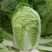 大白菜种子高产黄心种籽金童早熟中颗型白菜黄芯菜包菜种子大