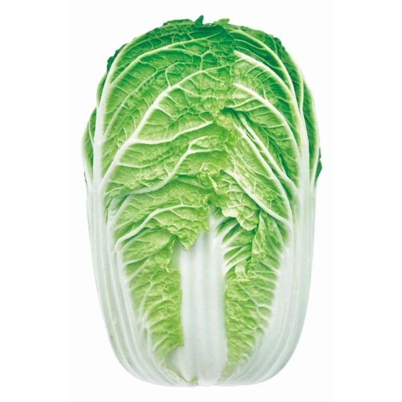 大白菜种子高产黄心种籽金童早熟中颗型白菜黄芯菜包菜种子大