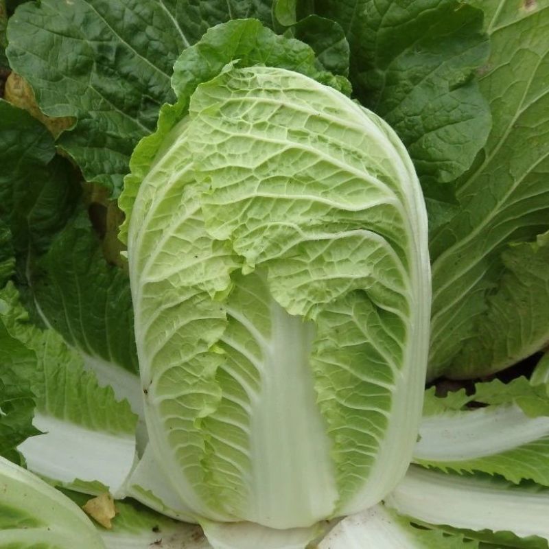 大白菜种子高产黄心种籽金童早熟中颗型白菜黄芯菜包菜种子大