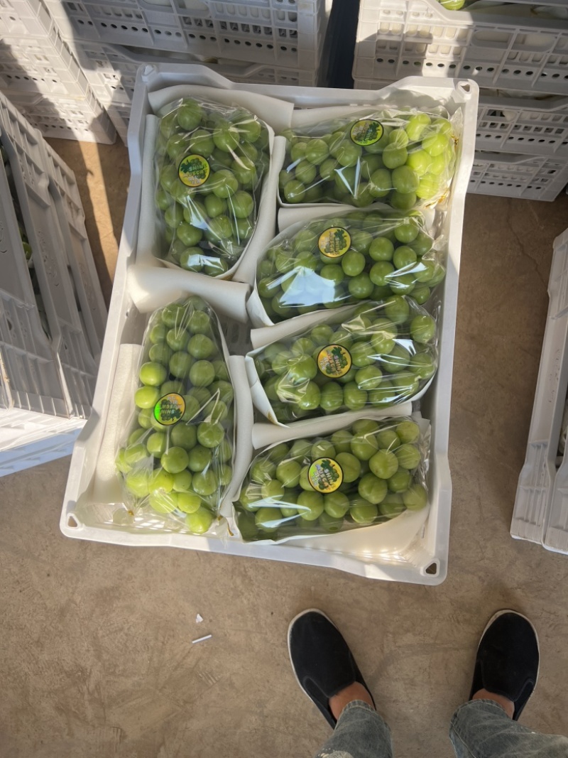 云南阳光玫瑰大量上市，有需要的可以直接对接，渠道市场嗯！