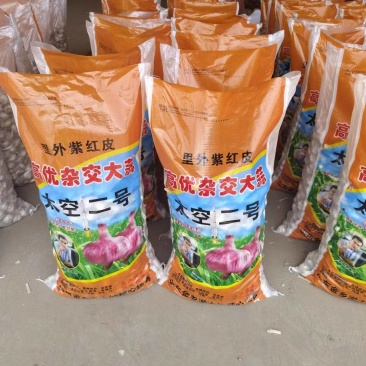 太空蒜种马集纯太空原种
