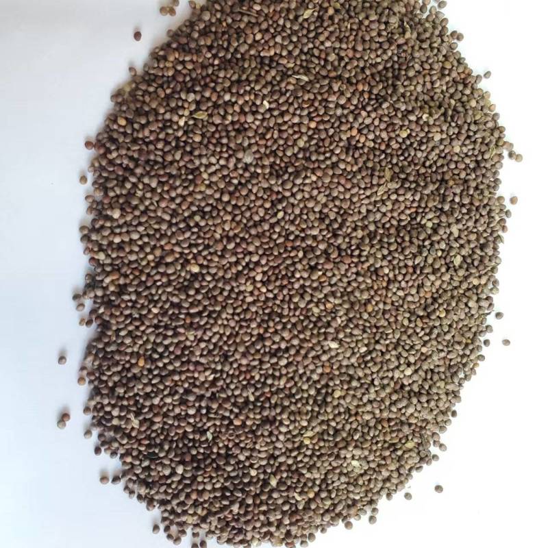 桦南紫苏子/紫苏籽样品发货视频看货欢迎来电