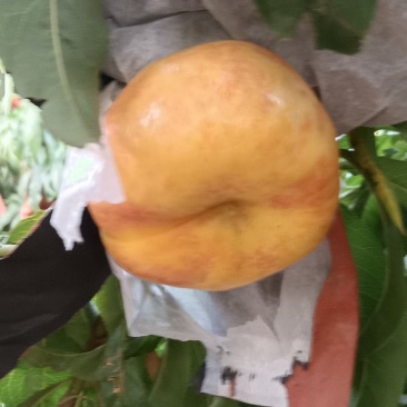 彩虹油蟠桃