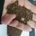 桦南紫苏子/紫苏籽样品发货视频看货欢迎来电