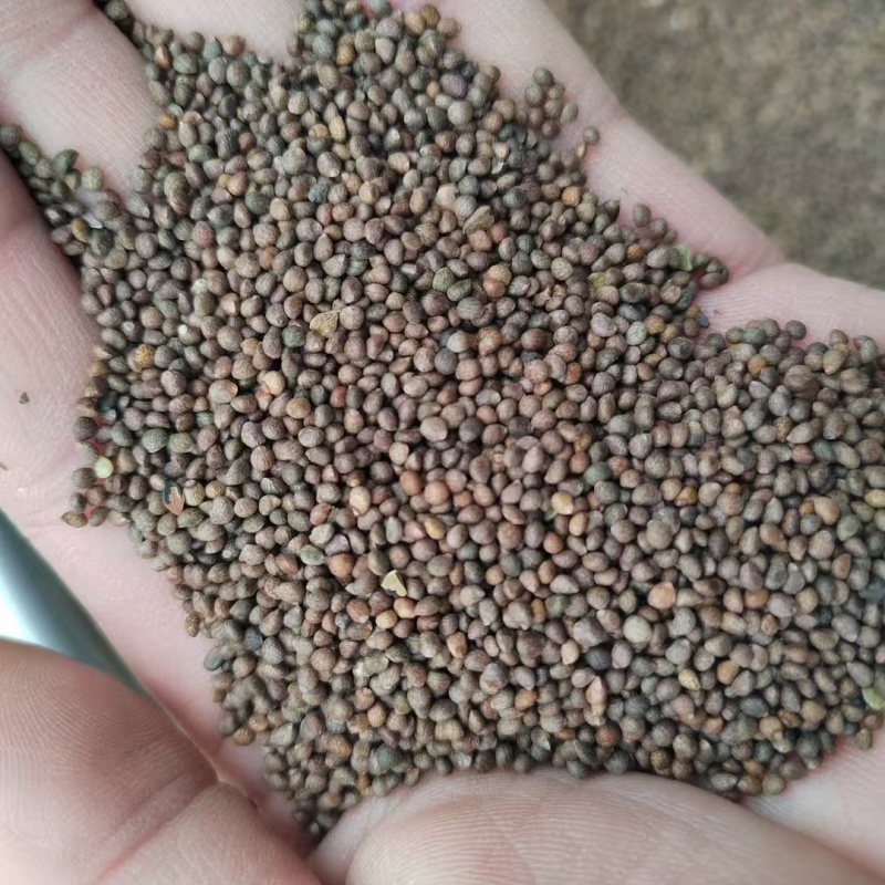 桦南紫苏子/紫苏籽样品发货视频看货欢迎来电