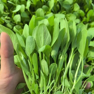 削跟鸡毛菜