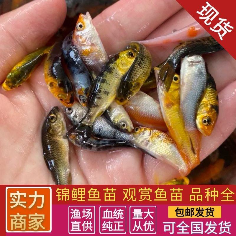 锦鲤鱼苗渔场直发品质保证淡水养殖提供养殖技术指导