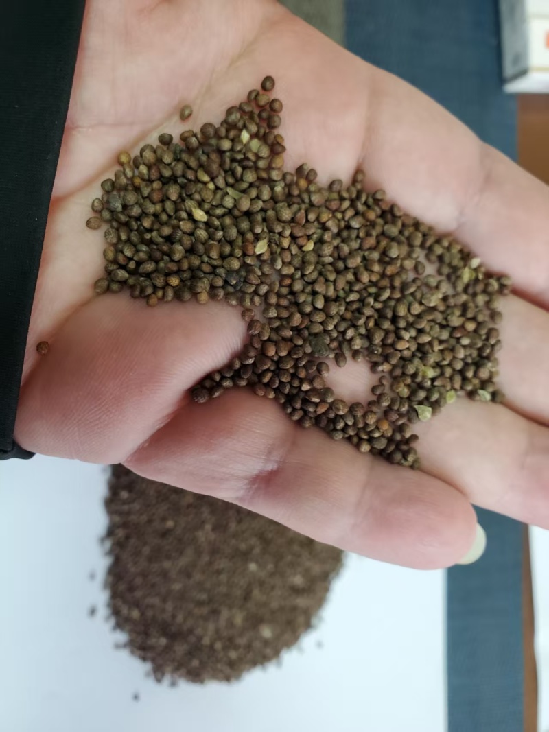 黑龙江精品紫苏子紫苏籽源头产地全国可发包邮欢迎来电质询