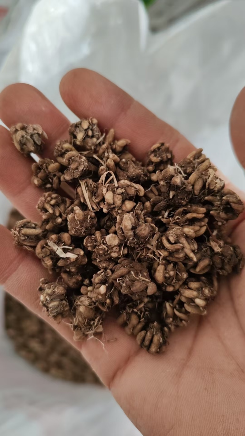 批发纯野猫爪草（一级货），不带毛的，一手货源，诚信经营！