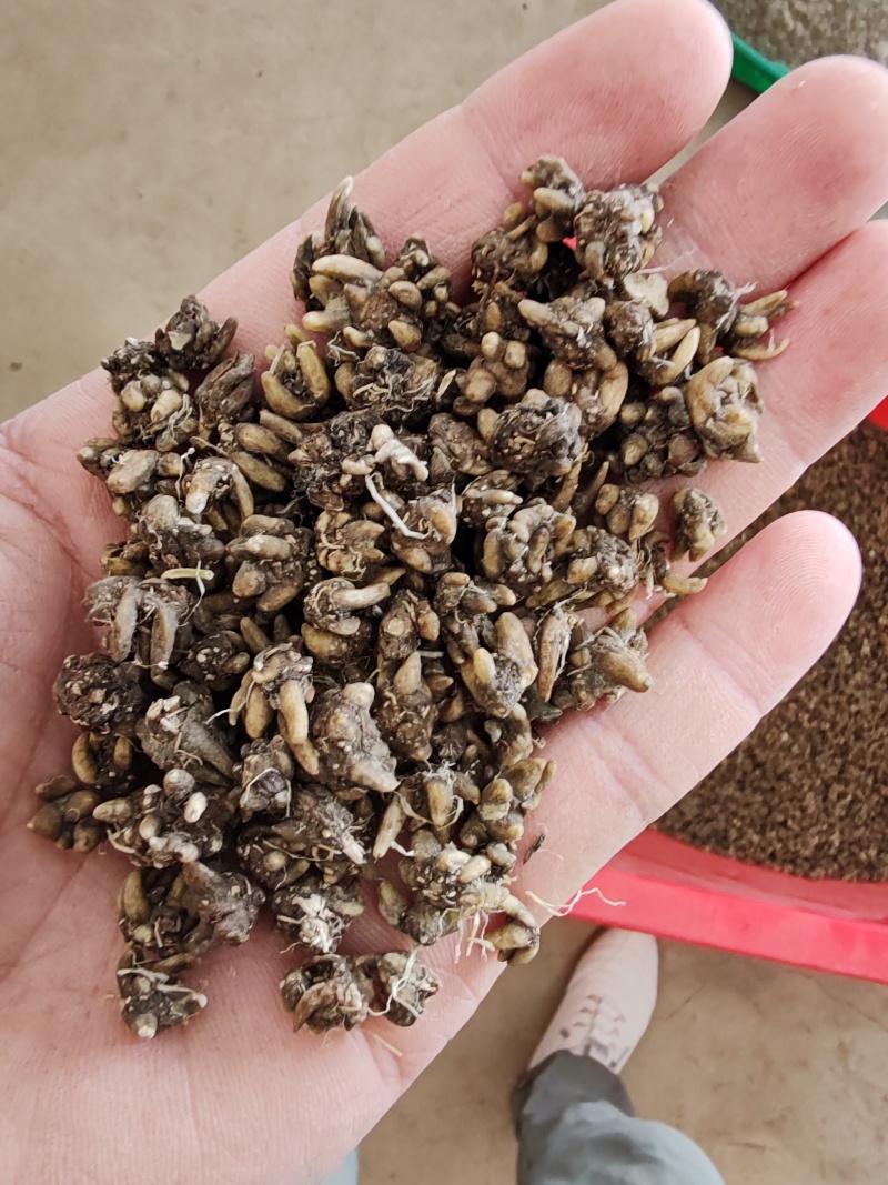 批发纯野猫爪草（一级货），不带毛的，一手货源，诚信经营！