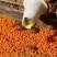 茶花粉天然新鲜蜂花粉大颗粒精品纯粉