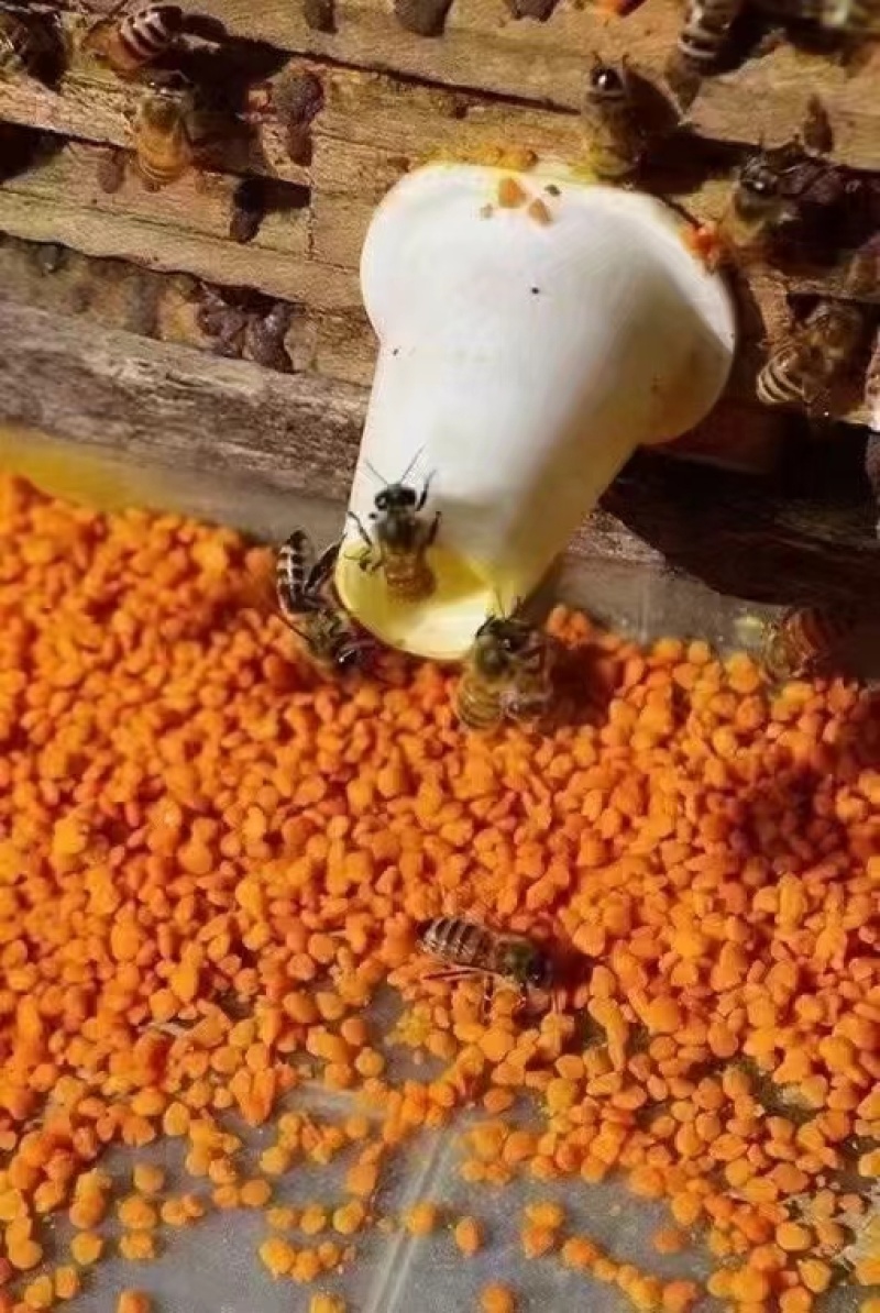 茶花粉天然新鲜蜂花粉大颗粒精品纯粉