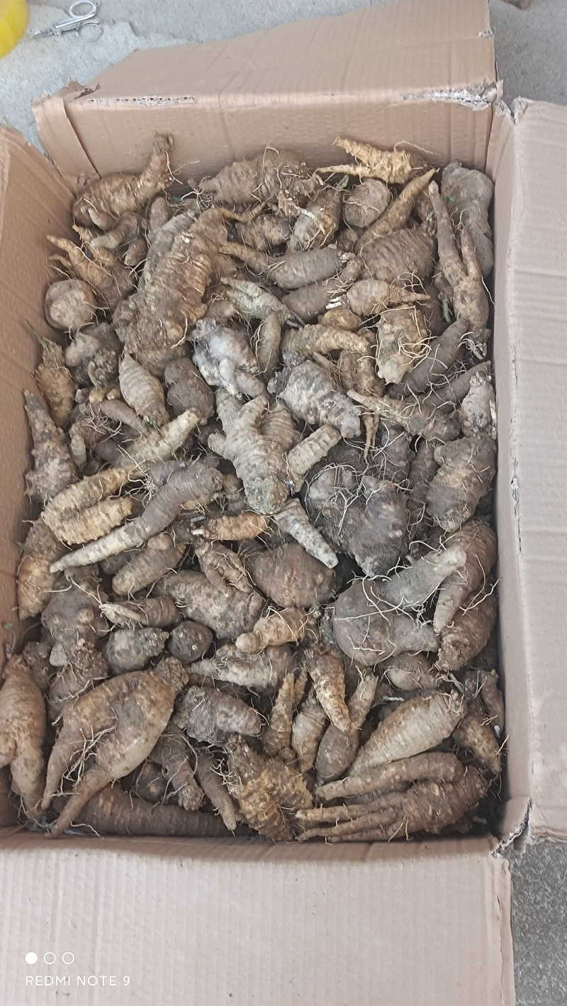 四叶参，羊奶参，，非种植，纯野货