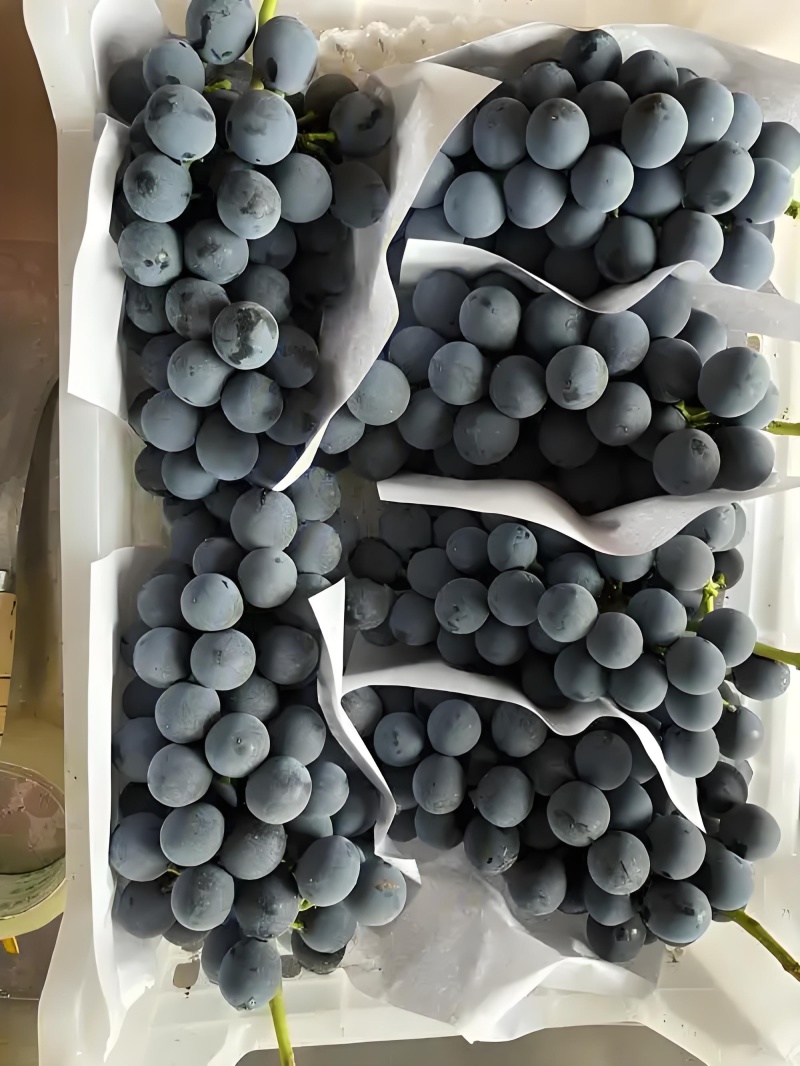 夏黑葡萄——自然馈赠的甜蜜珍宝