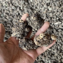 新货正品川芎彭山产地直发川芎无硫晒干整个子可切片