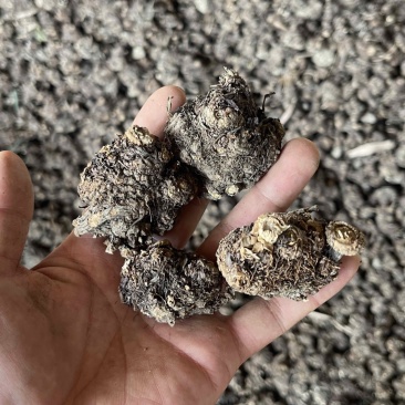 新货正品川芎彭山产地直发川芎无硫晒干整个子可切片