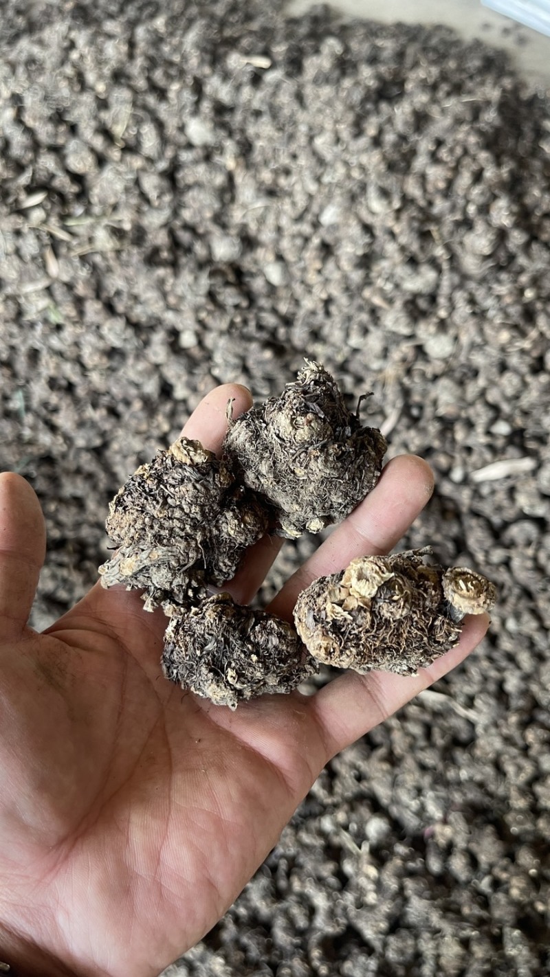 新货正品川芎彭山产地直发川芎无硫晒干整个子可切片
