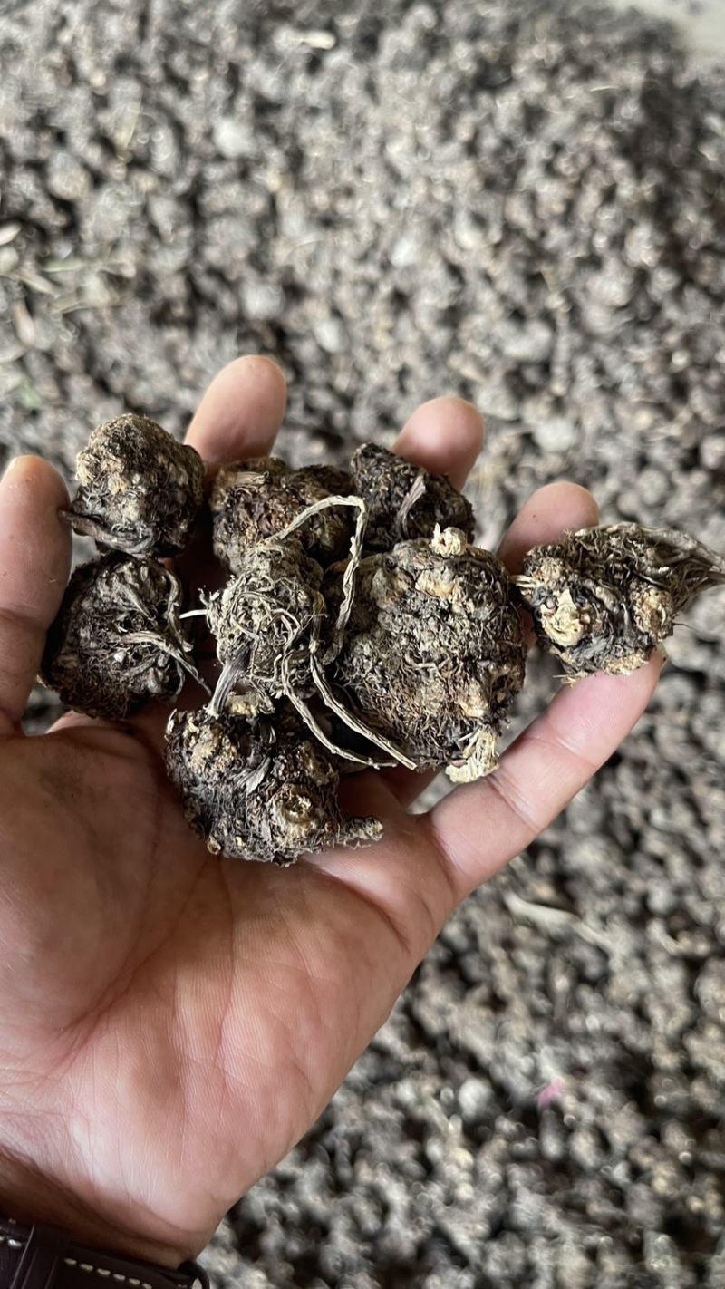 新货正品川芎彭山产地直发川芎无硫晒干整个子可切片