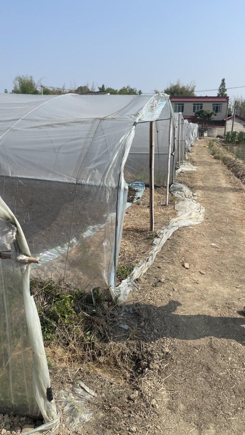 新货正品川芎彭山产地直发川芎无硫晒干整个子可切片