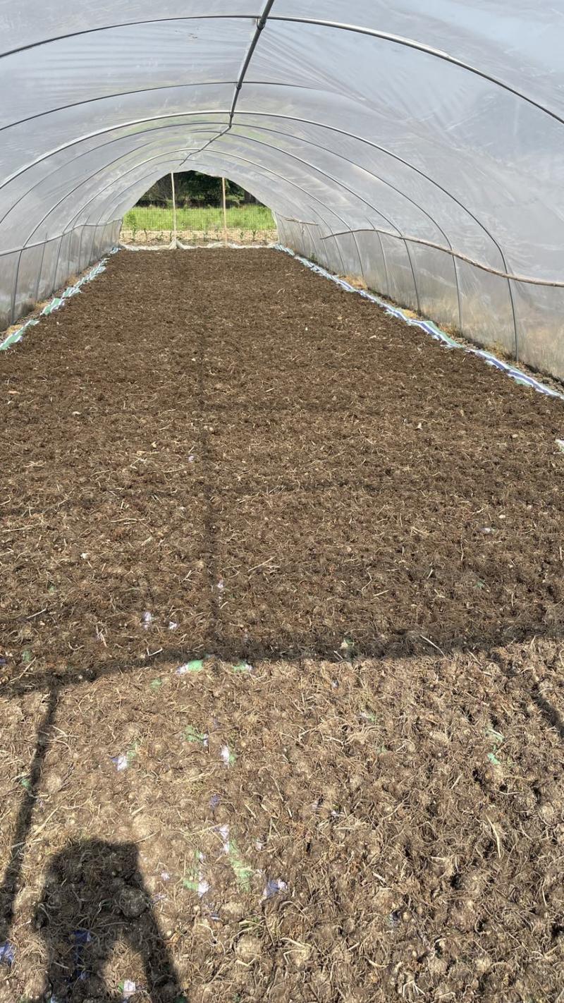 新货正品川芎彭山产地直发川芎无硫晒干整个子可切片
