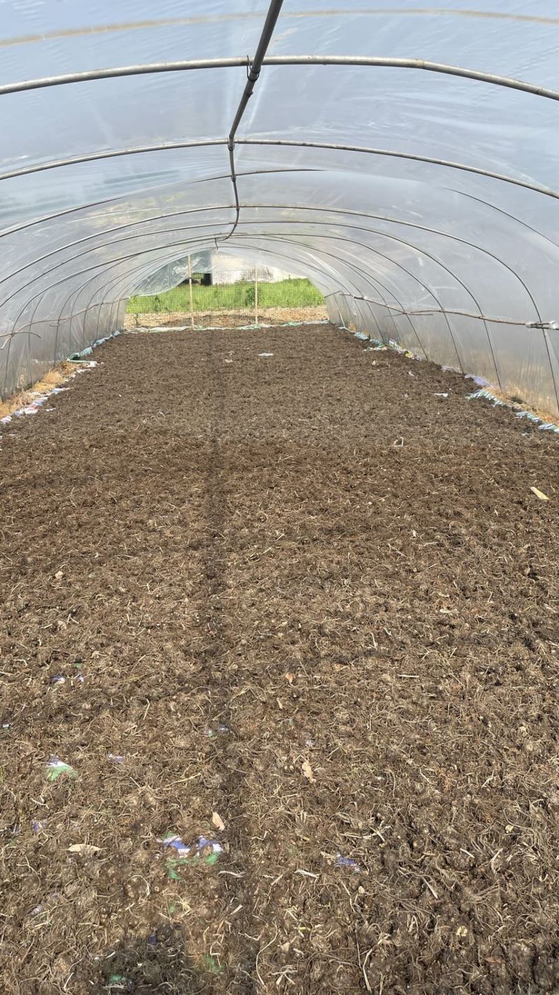 新货正品川芎彭山产地直发川芎无硫晒干整个子可切片