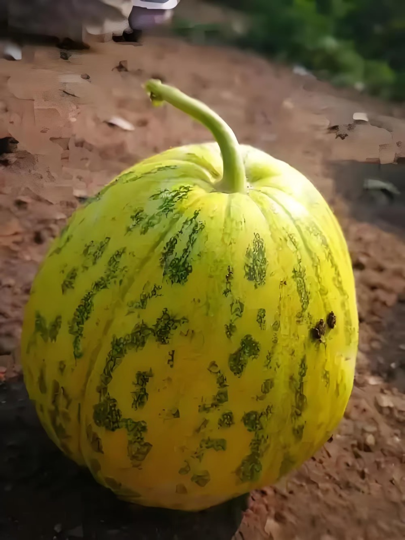 精品花宝甜瓜大量上市产地一手货源支持一件代发欢迎订购