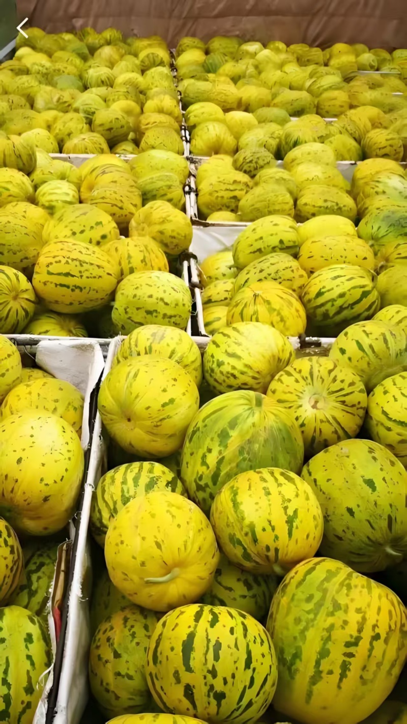 精品花宝甜瓜大量上市产地一手货源支持一件代发欢迎订购