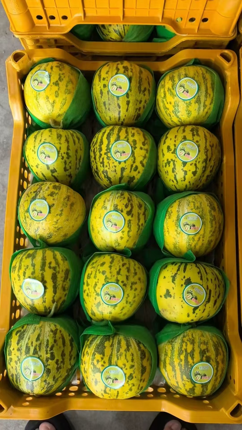 精品花宝甜瓜大量上市产地一手货源支持一件代发欢迎订购