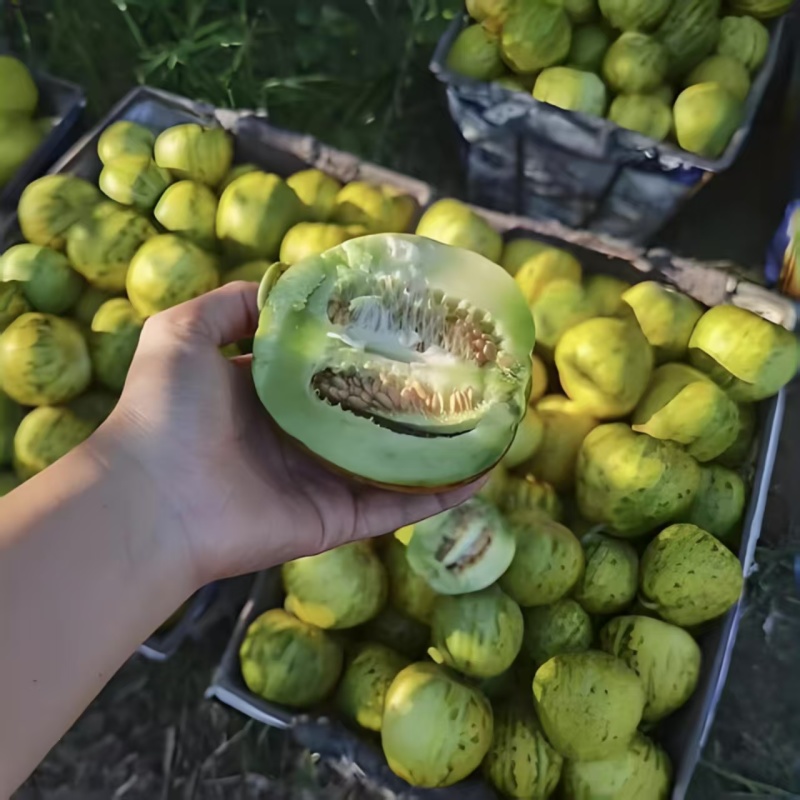 精品花宝甜瓜大量上市产地一手货源支持一件代发欢迎订购