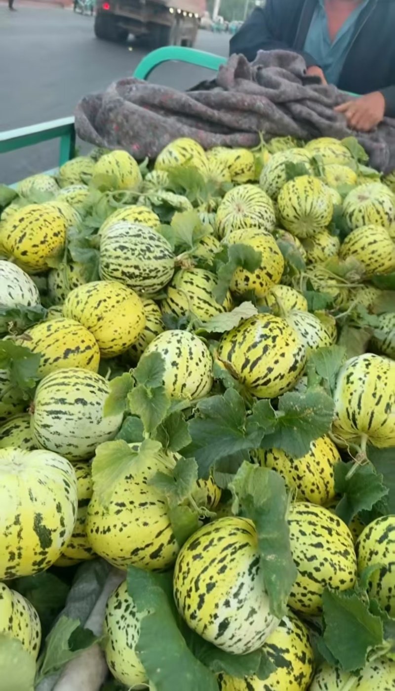 精品花宝甜瓜大量上市产地一手货源支持一件代发欢迎订购