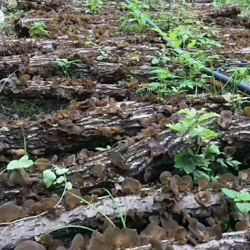 黑木耳干货黑龙江省黑河市农家自制嗮干特级纯木耳段木耳