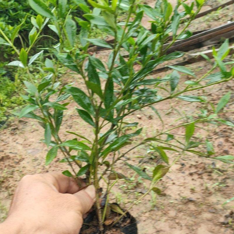 小叶桅子花