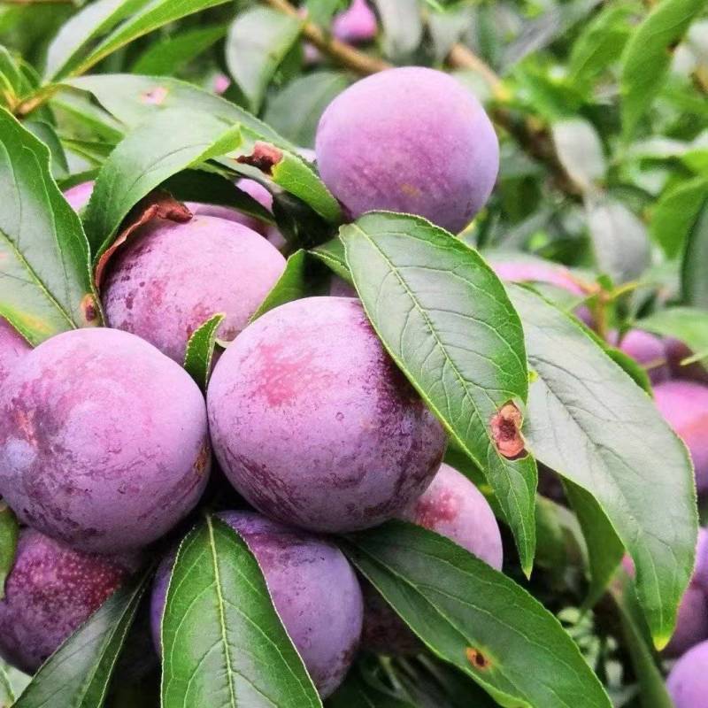 四川汉源高山脆红李，清脆脱骨，口感好，大量有货欢迎订购