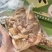 八成熟牛小肠干货牛杂煲牛肉汤锅烧烤爆炒餐饮批发